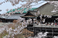 桜の清水寺