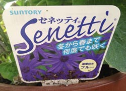 セネッティ(青い花）