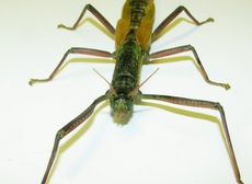 －終了しました－　亜熱帯にすむ虫のお話きいてみよう！3月3日「ギャラリートーク　－八重山の昆虫たち－」