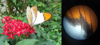 －終了しました－　1月23日「昆虫DIY ―チョウの鱗粉観察―」