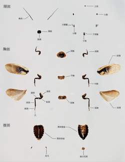 【終了しました】　11月26日　昆虫DIY「昆虫のからだのつくりを知ろう！　ゴキブリ　バラバラ標本つくり」