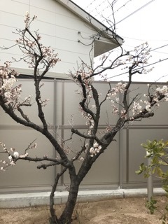 桜が咲きました！