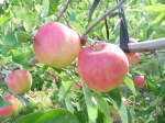 東北物産展　UCHICOLORプロジェクト「りんごの森」