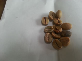 コーヒー　生豆