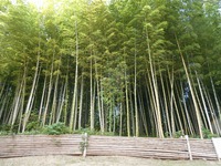 （6/24土）サロン「竹について学ぶ会パート1」を開きます！