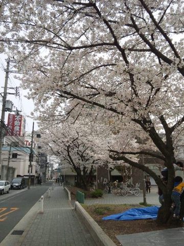 江坂公園の桜