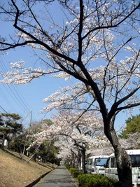 新ユニと桜と青空