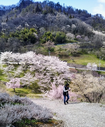ここは桃源郷？東山夢の郷は見たことない美しい桜の景色