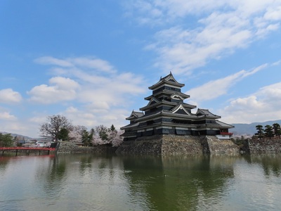 2021信州桜だより　4月３日松本城は超満開です！