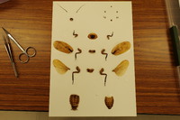 【参加者募集（先着順）】　昆虫講座サイエンス・ラボ　4月20日「昆虫の形態を知る(1)」（対象：高校生以上）
