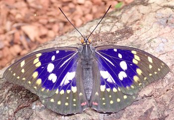 －展示は終わりました－　美しく力づよいはばたき：日本の国蝶「オオムラサキ」生体展示