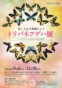 －終了しました－　トリバネアゲハ展～世界三大美蝶として知られるトリバネアゲハが箕面にやってくる！