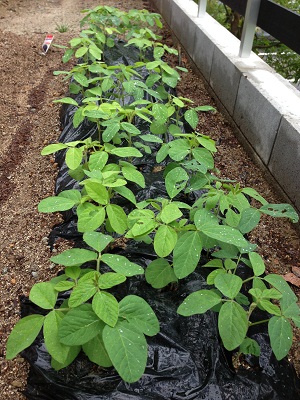 枝豆＆紫蘇の２週間後の成長