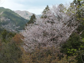 箕面公園 公式サイト 終了しました 3月31日 楽しむ 春の低山ハイク ヤマザクラをたずねてお花見ハイキング