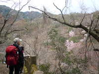 －終了しました－　4月9日「楽しむ、近くの低山ハイク：箕面の森でお花見トレッキング」（対象：高校生以上）