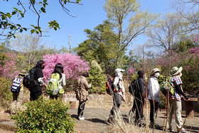 －終了しました－　4月9日「楽しむ、近くの低山ハイク：箕面の森でお花見トレッキング」（高校生以上対象）