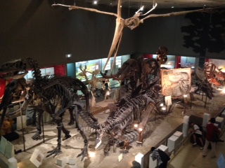 恐竜　標本　骨格標本　自然史博物館