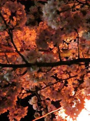 五月山の夜桜見物
