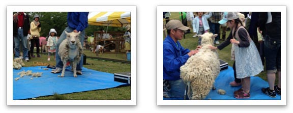 ロハスフェスタへ…参　〈羊の毛刈り〉